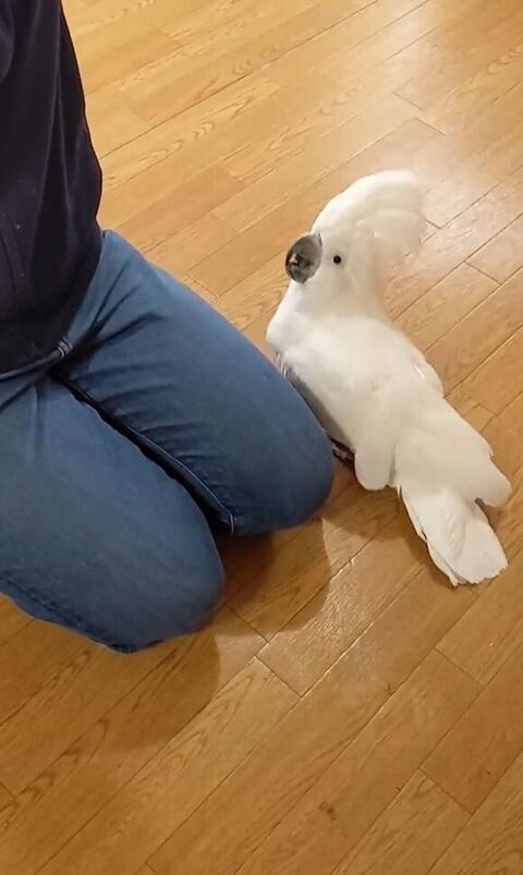 足元から飼い主さんを見るオウム