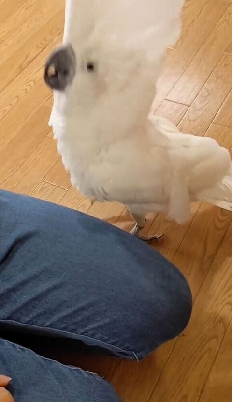 左足あげてるタイハクオウム