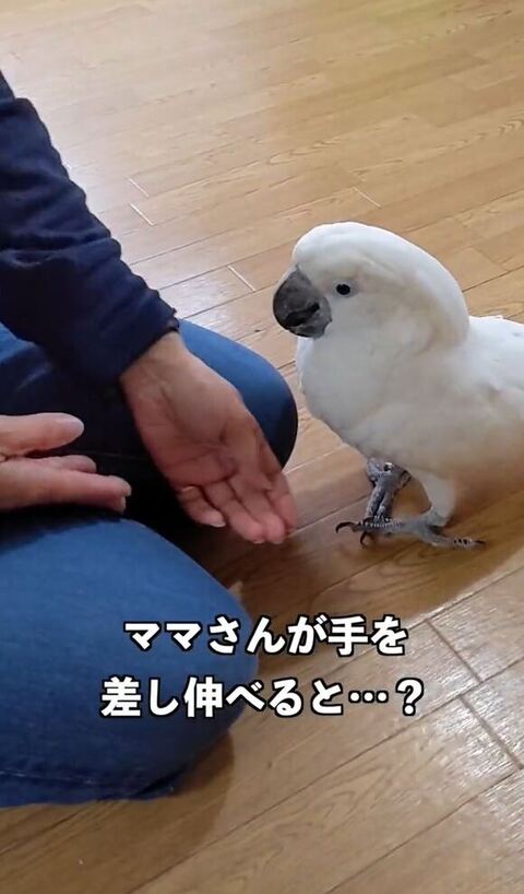 ママさんの手を見る