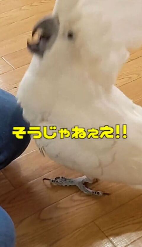 ブレてるゆきまるくんアップ