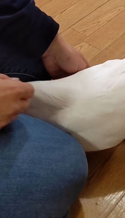 足の間に入るゆきまるくん