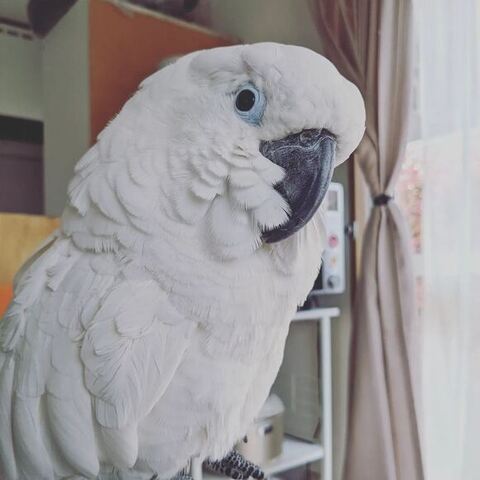 首元を気にしてるゆきまるくん