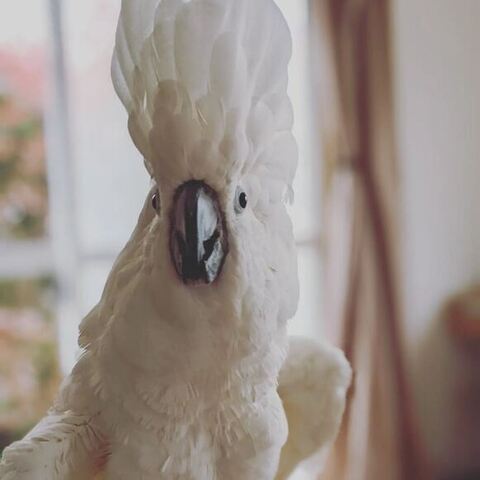 頭の羽を立ててるゆきまるくん正面