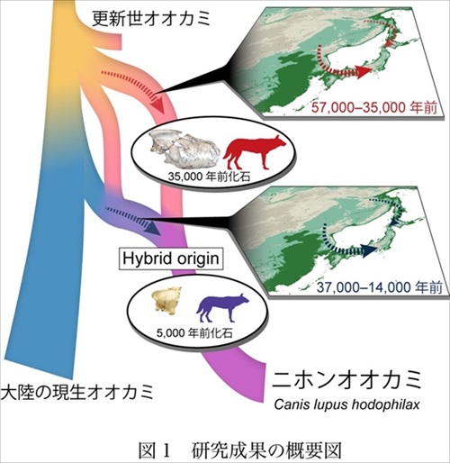 ニホンオオカミの起源