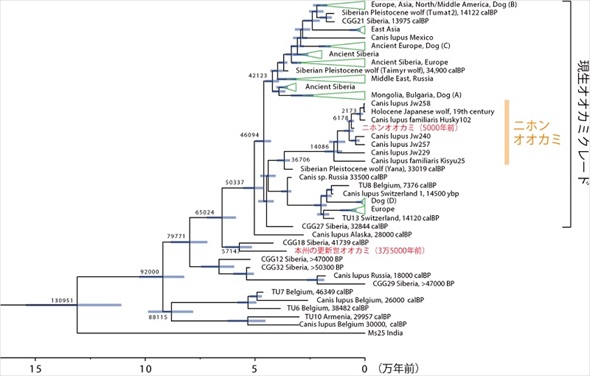 ニホンオオカミの起源