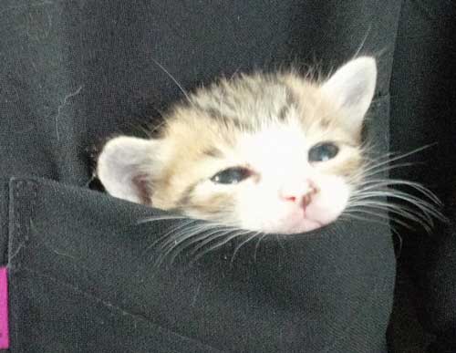 ポケット 子猫 入れる 習性 動物病院 スタッフ 保護猫