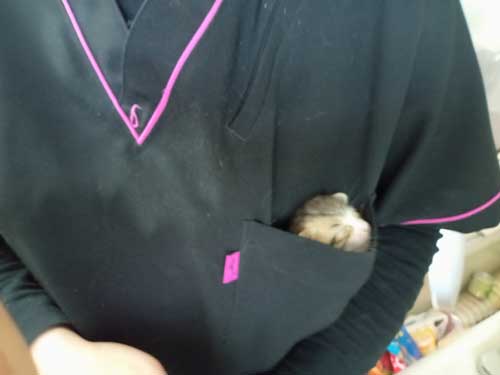 ポケット 子猫 入れる 習性 動物病院 スタッフ 保護猫