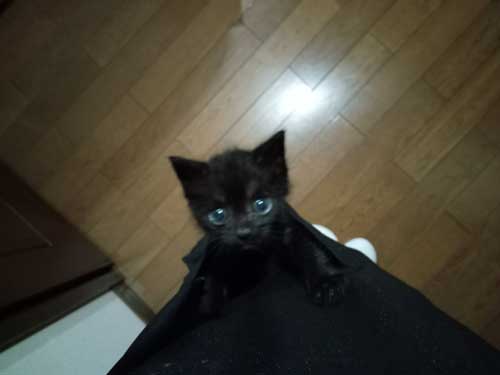 ポケット 子猫 入れる 習性 動物病院 スタッフ 保護猫