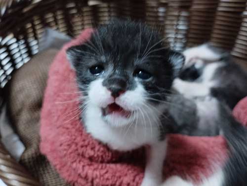 ポケット 子猫 入れる 習性 動物病院 スタッフ 保護猫