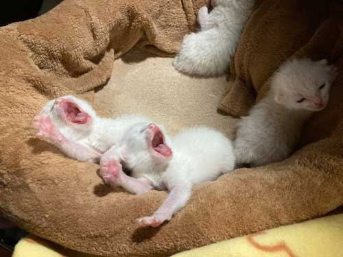 ポケット 子猫 入れる 習性 動物病院 スタッフ 保護猫