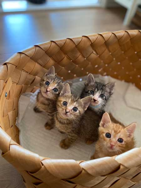 ポケット 子猫 入れる 習性 動物病院 スタッフ 保護猫