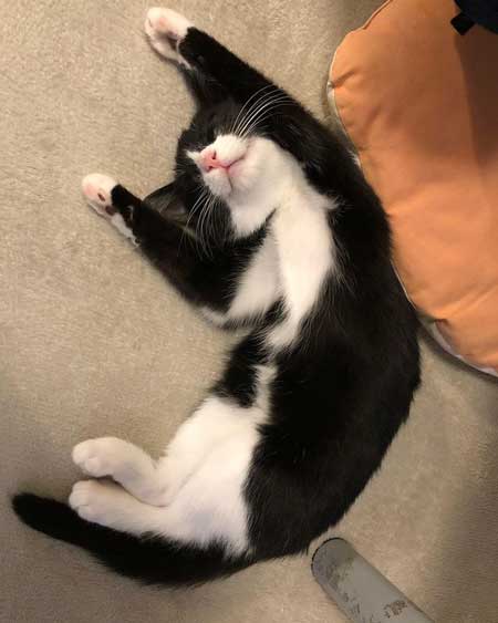 保護猫 男の子 息子 にぃに 大好き 仲良し 元野良猫