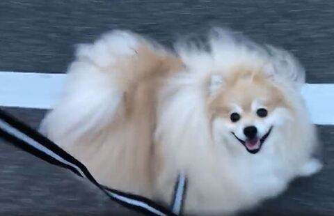 飼い主より少し前に進んでるぽめおくん