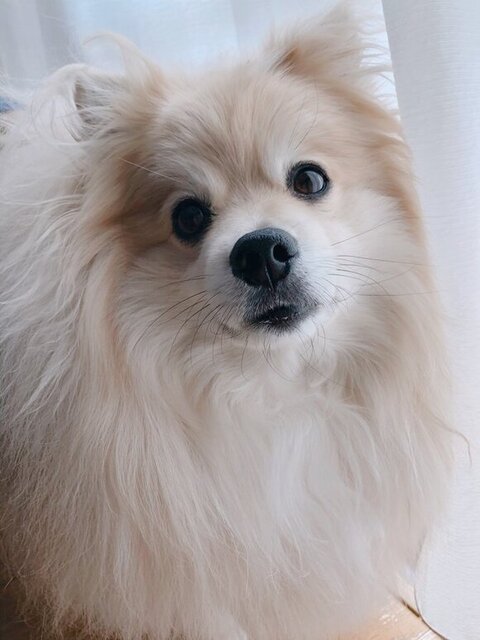 カーテンとぽめおくん