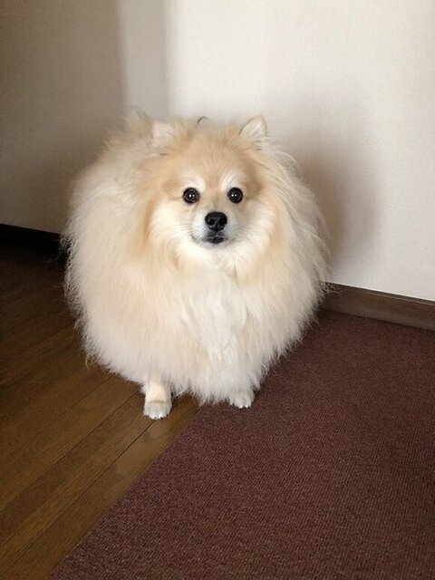 壁側から見てるワンコ