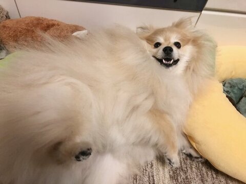 寝転び笑顔のワンコ