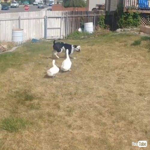 追いかけるアヒル