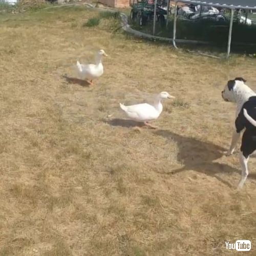 おいかけっこを楽しむアヒルと犬