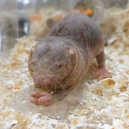 服を着た ハダカデバネズミ 着衣デバネズミ ぬいぐるみ フェリシモ アトア