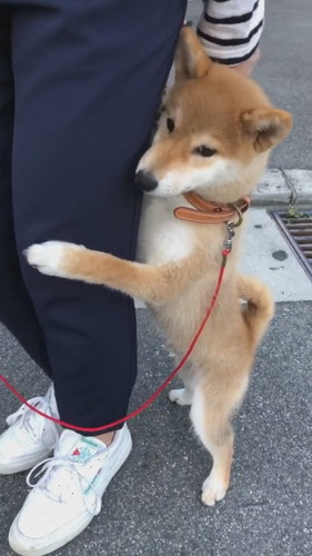 飼い主にしがみつく柴犬