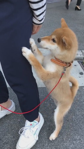飼い主にしがみつく柴犬