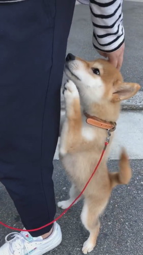 飼い主にしがみつく柴犬