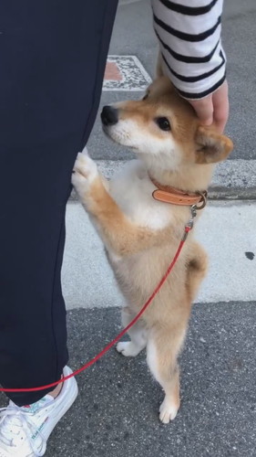 飼い主にしがみつく柴犬