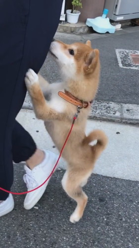 よちよち歩く柴犬