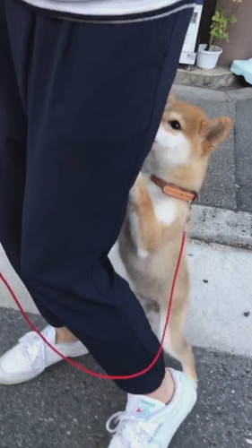 よちよち歩く柴犬