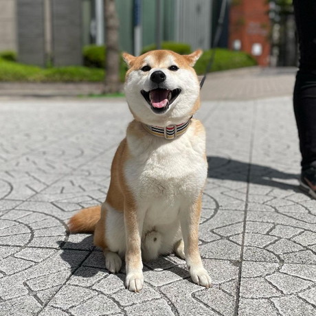 ニコニコの寅吉くん