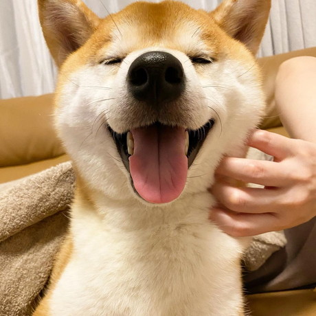 マッサージをうける寅吉くん