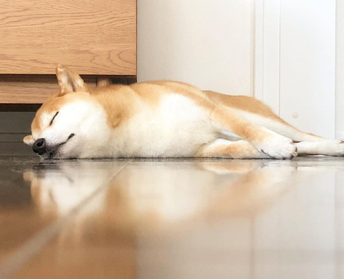 すやすや寅吉くん