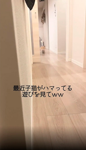 だるまさんが転んだねこ