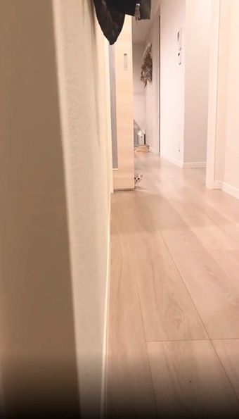 顔だけ見せる子猫