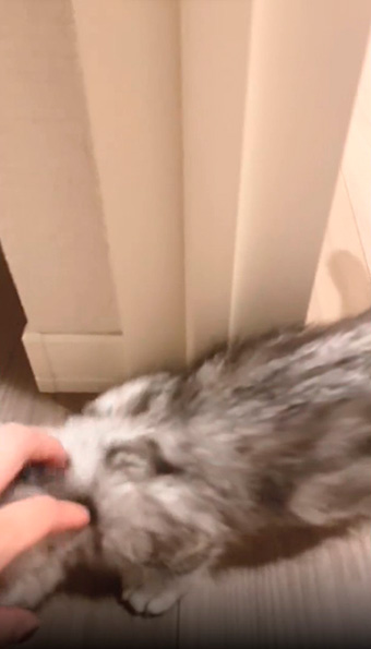 なでなでされる子猫