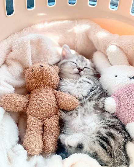 お迎えした日の子猫