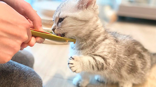 ちゅ〜る食べる子猫