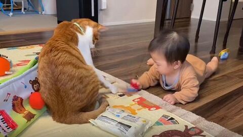 猫と赤ちゃん