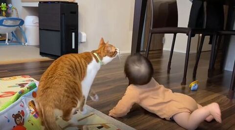 4足で立ち上がる猫ちゃん