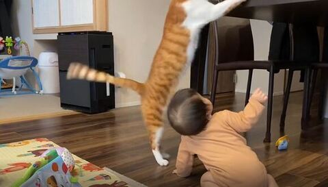 2足で立ち上がる猫ちゃん