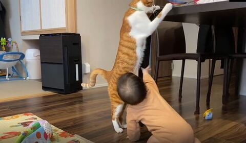 おもちゃを引っ張る猫ちゃん