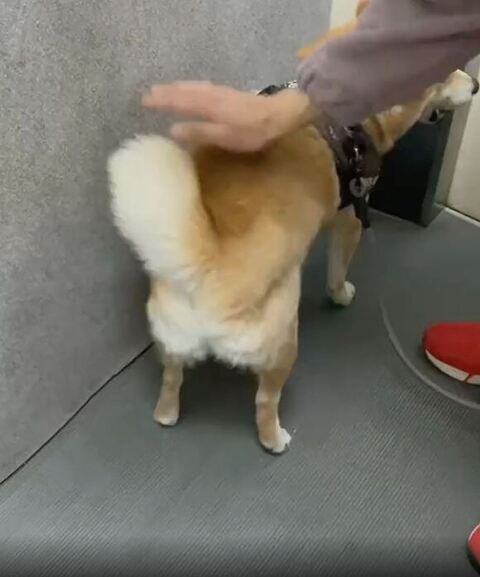 柴犬のお尻あたりに手をかざす飼い主さん