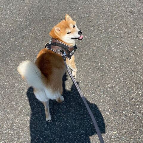 散歩中に振り返る柴犬
