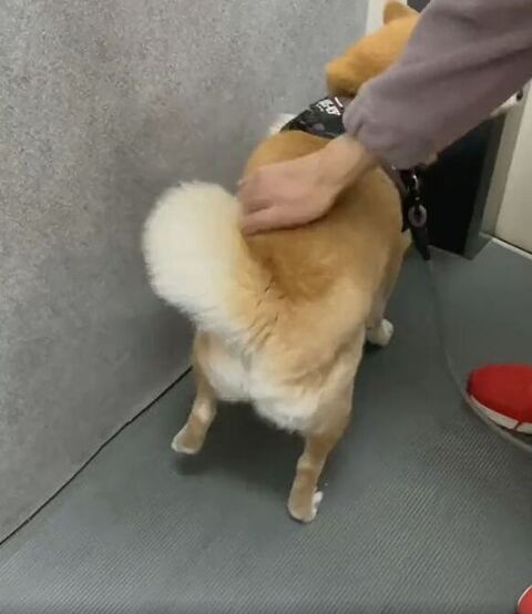 左足を軽くあげる柴犬