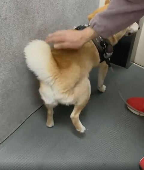 右足あげる柴犬
