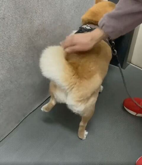 左足をかなり上げる柴犬