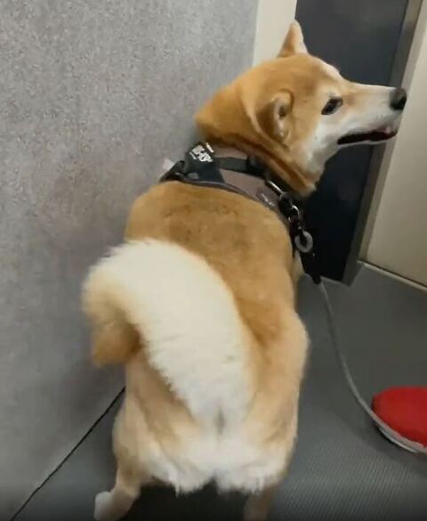 笑顔で飼い主さんを見る柴犬
