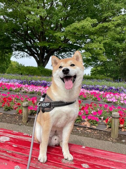 柴犬とお花