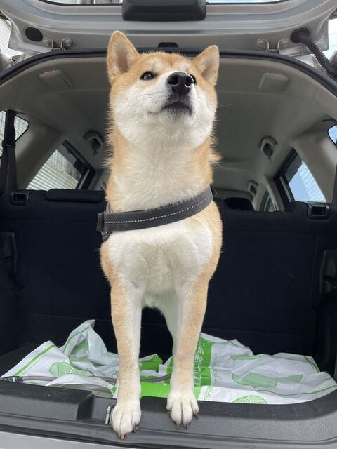 車のトランクから柴犬