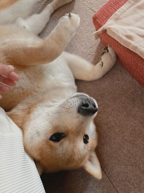 お腹を見せる柴犬